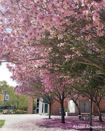 Tree with pink blossoms